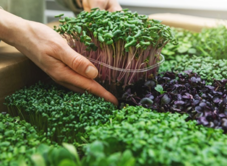 Microgreens