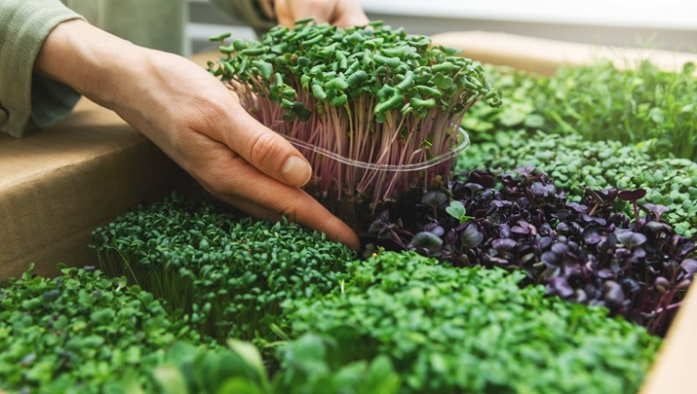 Microgreens